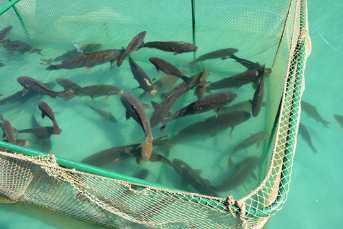 
	Yonge Fish Nursery
	